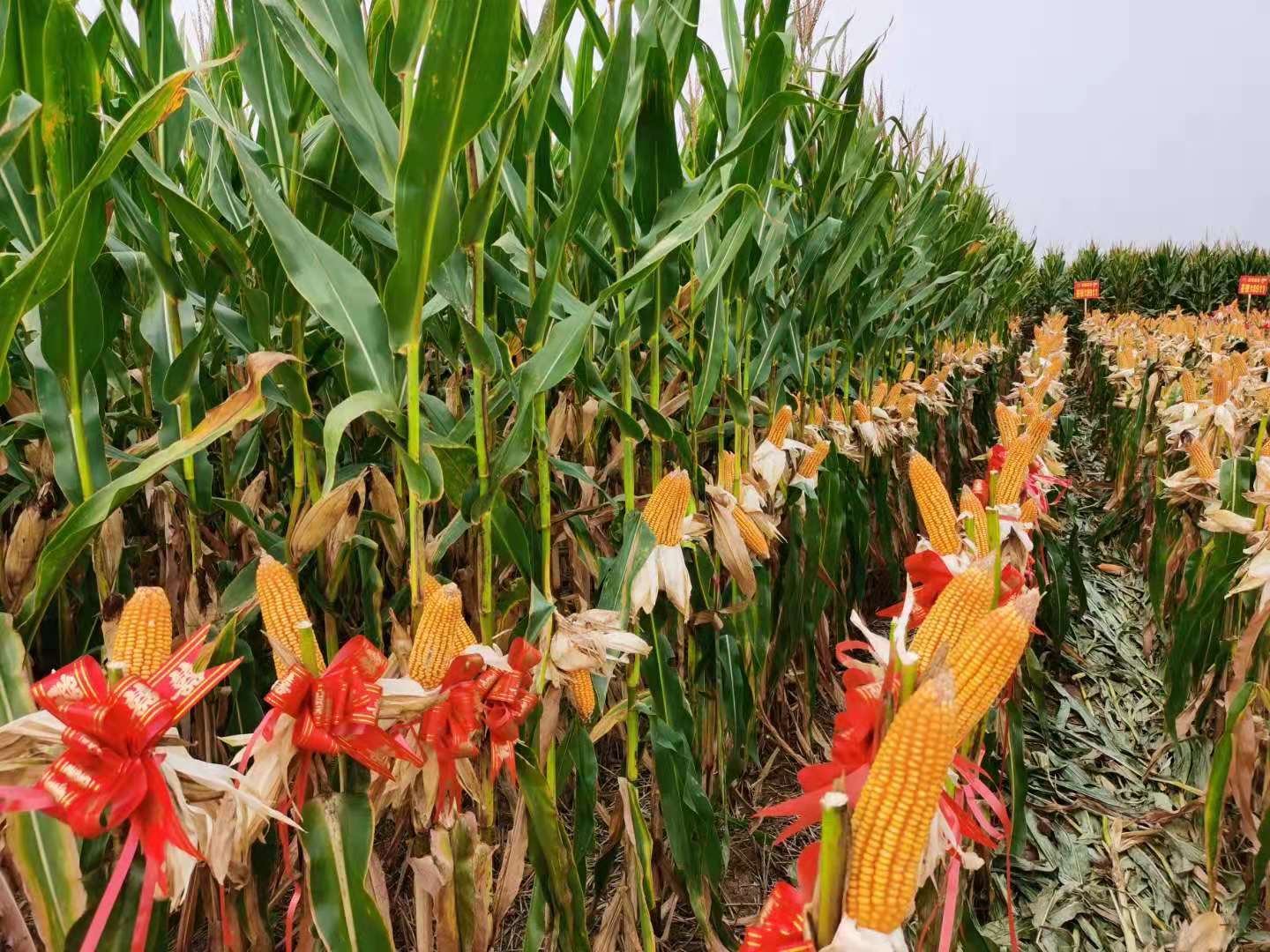 澤玉8911大田.jpg 澤玉8911大田.jpg